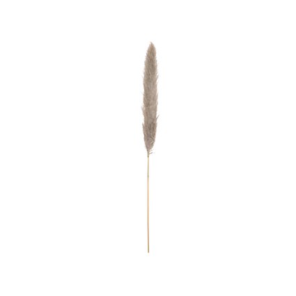 Dried natural branch of pampas grass