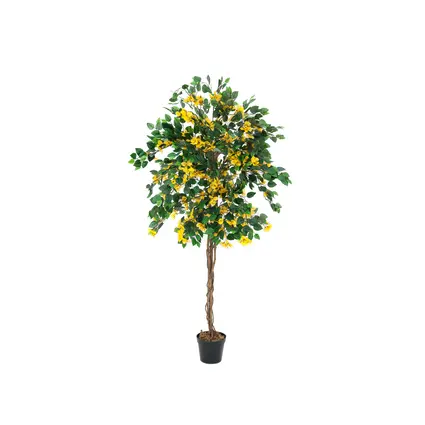 Bougainvillier