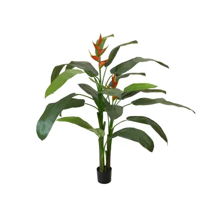 Vibrant exotic beauty with a natural appearance