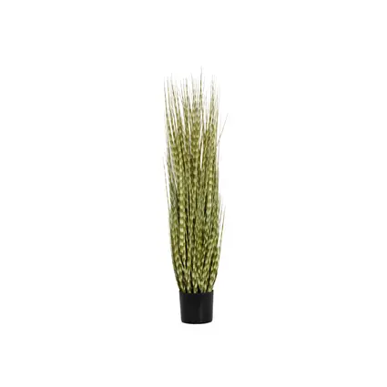 Decorative ornamental grass featuring uniquely patterned leaves