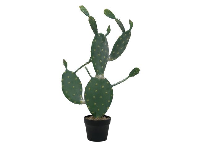 Nopal cactus with pot-MainBild