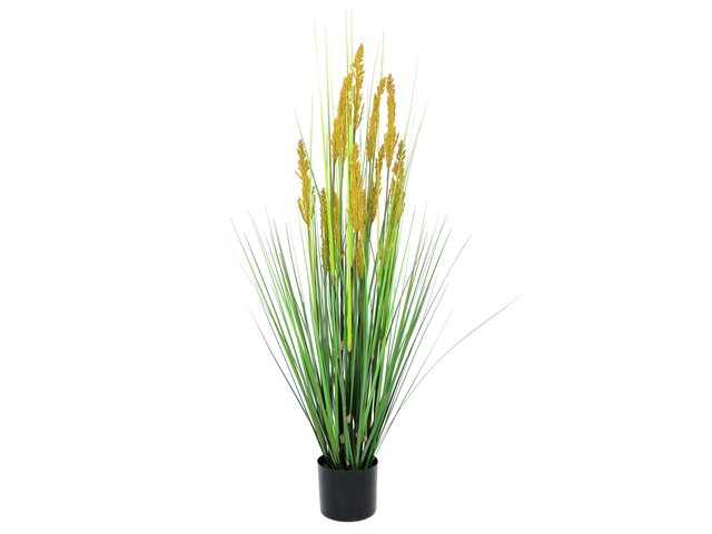 Grass plant with sun kissed floral stalks-MainBild