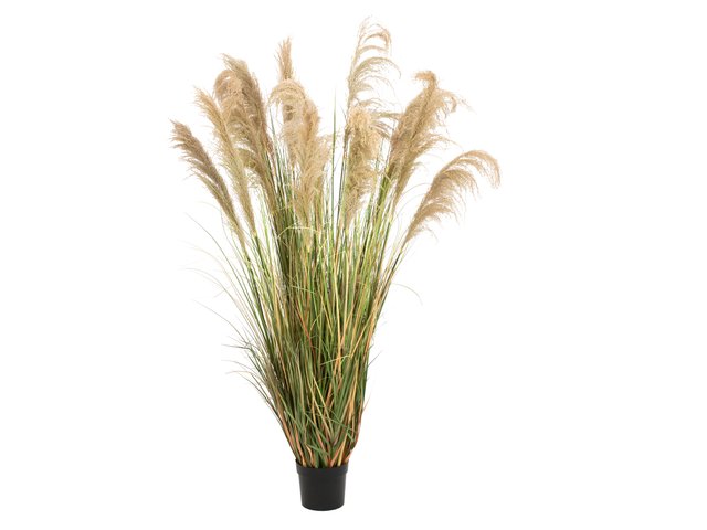 Bushy reed grass for individual nature decorations-MainBild