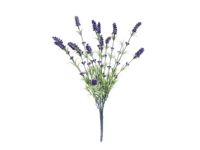 Lavender bush, tall-MainBild