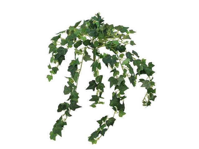 Efeuranke mit sternförmigen Blättern-MainBild