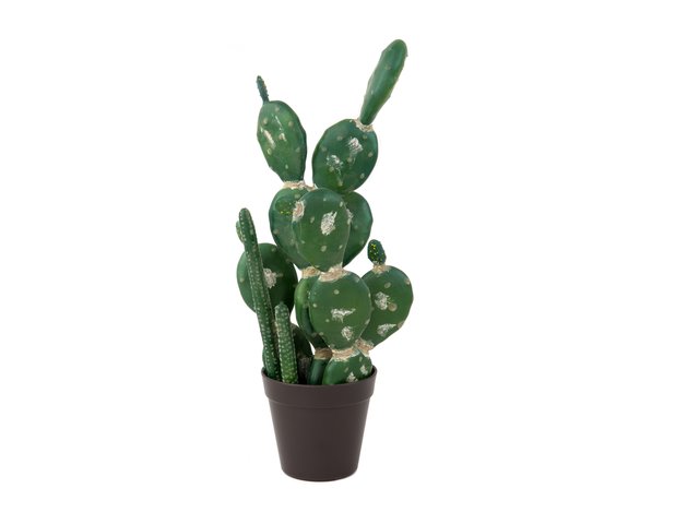 Various types of cacti stylishly arranged-MainBild