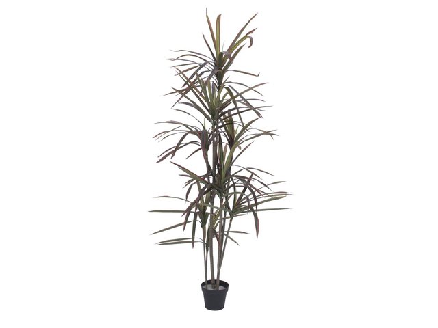 Dracaena-Pflanze für die Innendekoration-MainBild