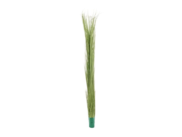 Reed plant with many stems-MainBild
