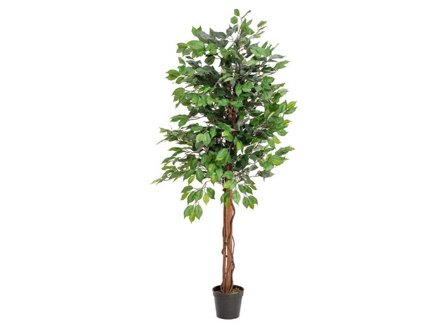 Ficus-Benjamini Baumserie mit unschlagbarem Preis-/Leistungsverhältnis-MainBild