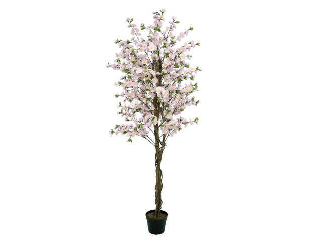 Blooming cherry tree-MainBild