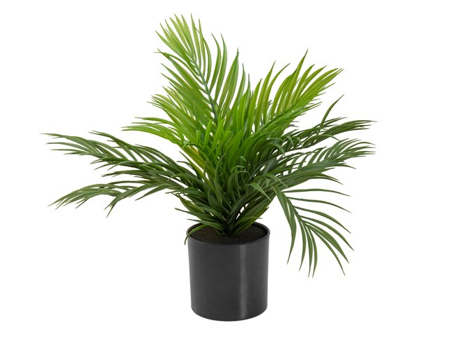 Young artificial areca palm from PE-MainBild