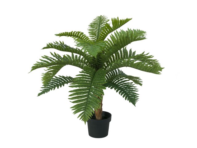 Kleines Palmfarngewächs mit Blättern aus hochwertigem PEVA-MainBild