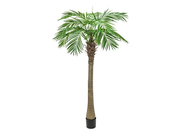 Phoenix palm with impressive leafage-MainBild