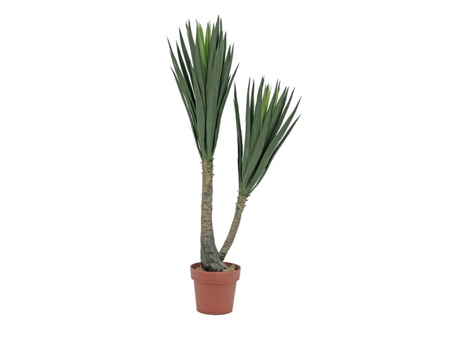 Yucca for indoor and outdoor decoration-MainBild