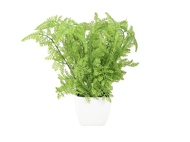 Small lady fern in a pot, perfectly suited as table decoration-MainBild
