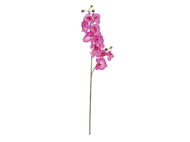 Orchid twig-MainBild