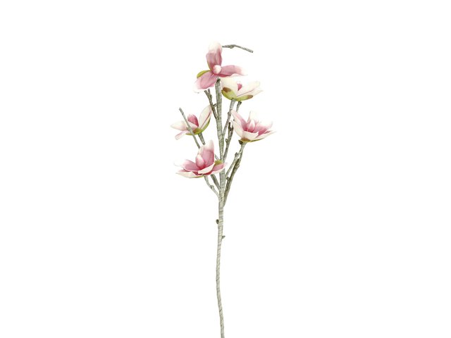 Magnolie mit fünf detailreichen Blüten-MainBild