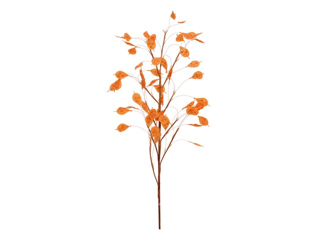 Siberblatt-Zweig mit Blättern-MainBild