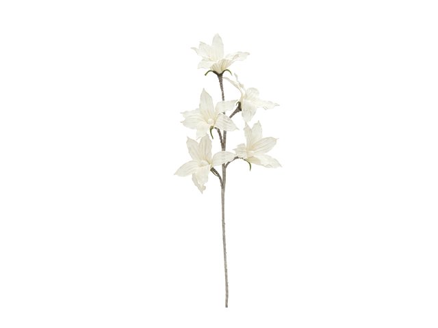 Clematiszweig mit weißen Blüten-MainBild