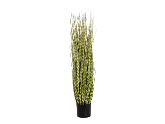 Decorative ornamental grass featuring uniquely patterned leaves-MainBild