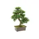 Alberello per bonsai come decorazione da tavola-Bild-1