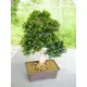 Alberello per bonsai come decorazione da tavola-Bild-2