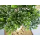 Alberello per bonsai come decorazione da tavola-Bild-3