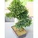 Alberello per bonsai come decorazione da tavola-Bild-5
