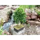 Alberello per bonsai come decorazione da tavola-Bild-6