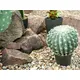 Cactus a sfera con vaso-Bild-3