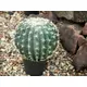 Cactus a sfera con vaso-Bild-5