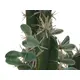 Künstlicher Kaktus mit Stacheln und Blättern-Bild-3