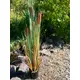 Herbaceous growing plastic swamp and aquatic plant-Bild-18