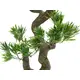 Dekorativer Bonsai mit attraktiver Wuchsform aus PE-Bild-3