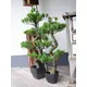 Dekorativer Bonsai mit attraktiver Wuchsform aus PE-Bild-4