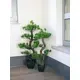 Dekorativer Bonsai mit attraktiver Wuchsform aus PE-Bild-8