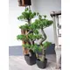 Bonsai decorativo attraente in PE-Bild-5