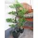 Bonsai decorativo attraente in PE-Bild-8
