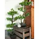 Bonsai decorativo attraente in PE-Bild-10