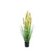 Grass plant with sun kissed floral stalks-Bild-1