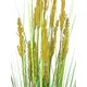 Grass plant with sun kissed floral stalks-Bild-2