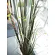 Willow branch grass with pot-Bild-6