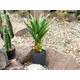 Agave with pot-Bild-3