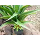 Agave with pot-Bild-4