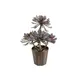 Succulent aeonium plant perfect as table decoration-Bild-1