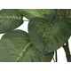 Pothos sempreverde per la decorazione della stanza-Bild-2