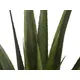 Aloe vera élégante-Bild-2
