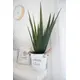 Aloe vera élégante-Bild-3