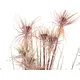 Flowering ornamental grass in decorative pot-Bild-2