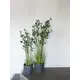 Evergreen arrangement in decorative pot-Bild-7